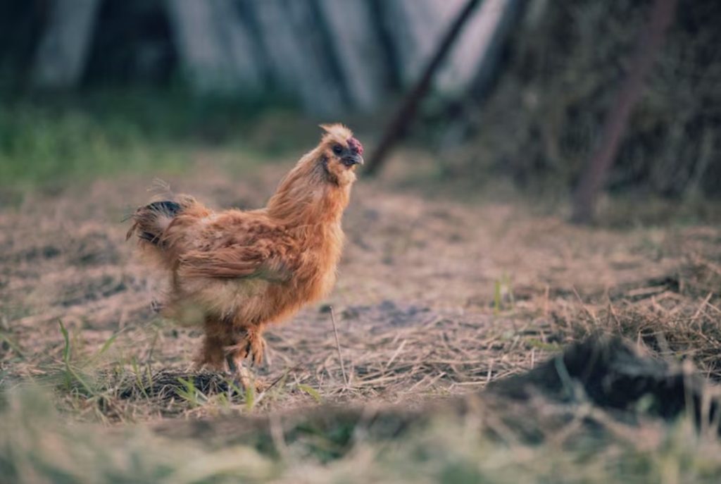 Essential Chicken Supplies