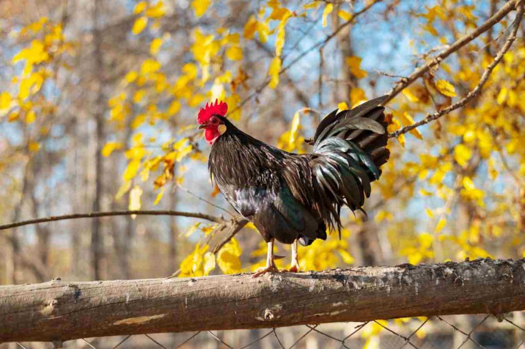 How to Prevent and Control Respiratory Diseases in Large-Scale Chicken Farms