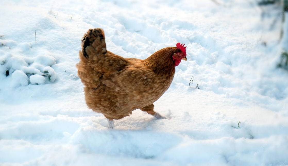 Keep Eggs Coming All Winter