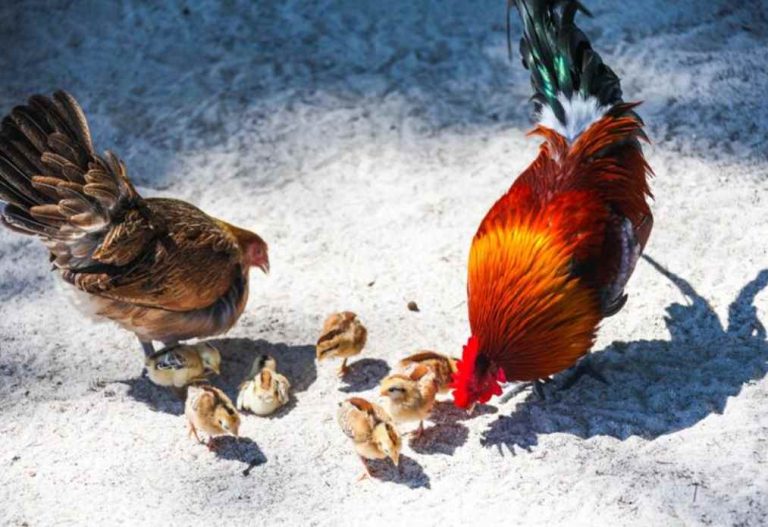 Affordable Ways to Reduce Humidity in Your Winter Chicken Coop