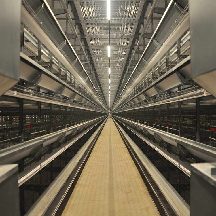 H-type laying hen automatic cage3
