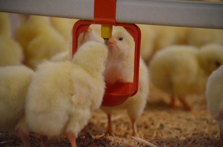 How to Optimize Water Systems for Superior Chicken Performance?