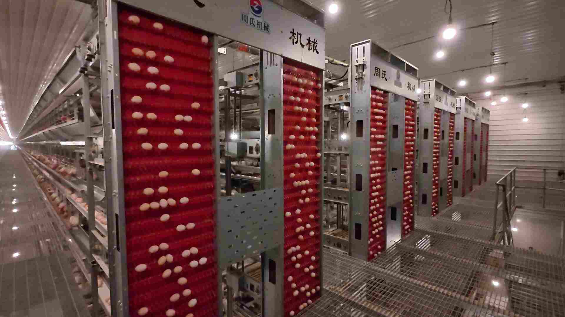 Automated layer chicken farm project in Shanxi: A poultry equipment ...