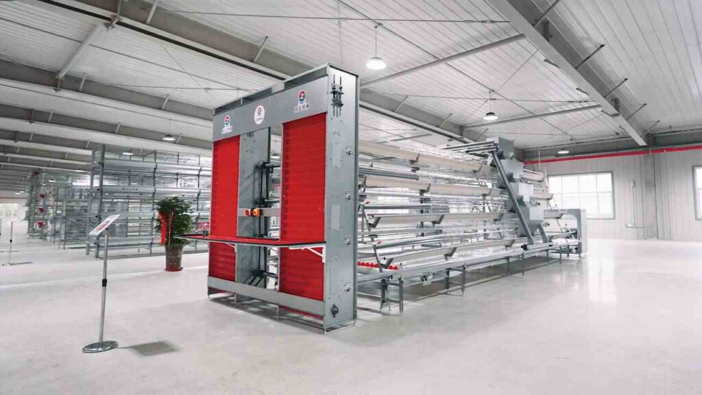 Which Layer Chicken Cage System Is Best for Large Poultry Farms?