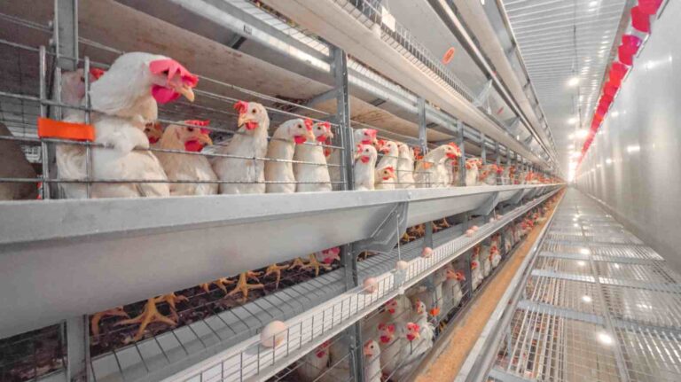 What Makes Modern Poultry Layer Cages More Efficient Than Traditional Systems