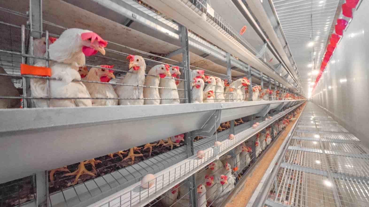 What Makes Modern Poultry Layer Cages More Efficient Than Traditional Systems