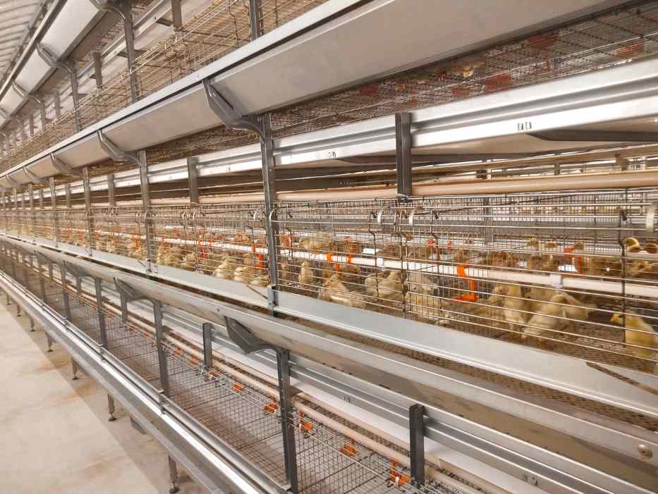 Why Are More Poultry Farmers Turning to Brooding Cages for Efficiency?