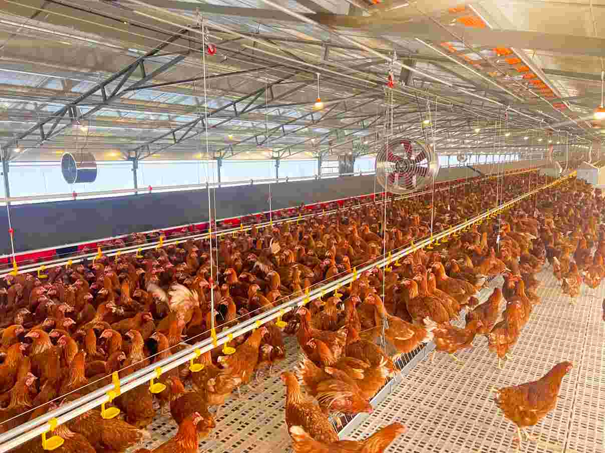poultry feeding system