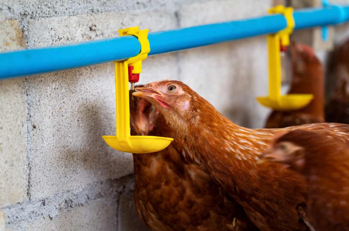 4 Practical Tips to Maximize Egg Production with Your Layer Cage System