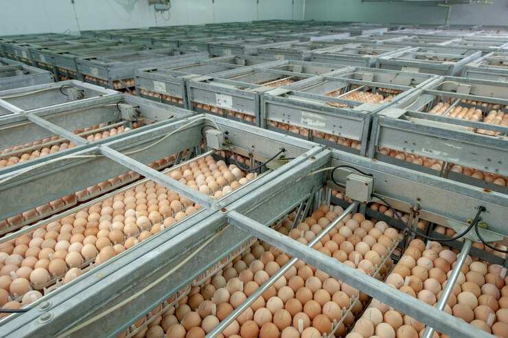 Baby chicken eggs on the trays