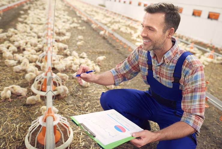 Revolutionize Poultry Farming: Multi-Layer Hatchery & Cage Design Innovations for Efficiency