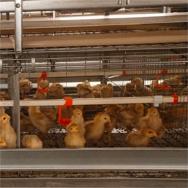 stacked hen houses