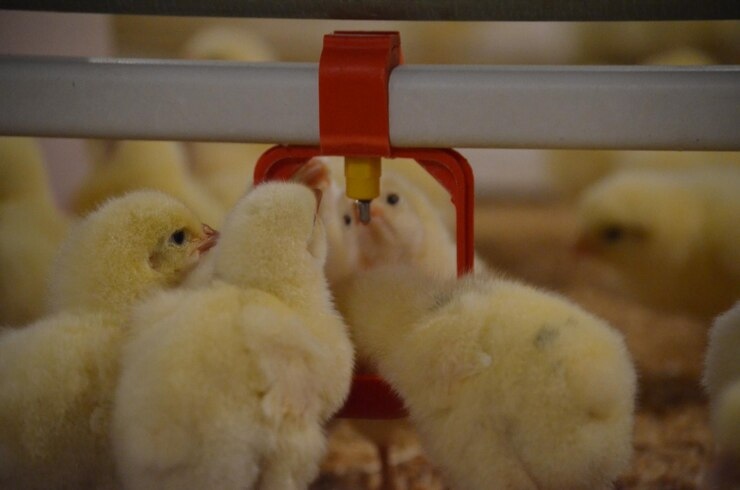 1 day-old broiler chicks