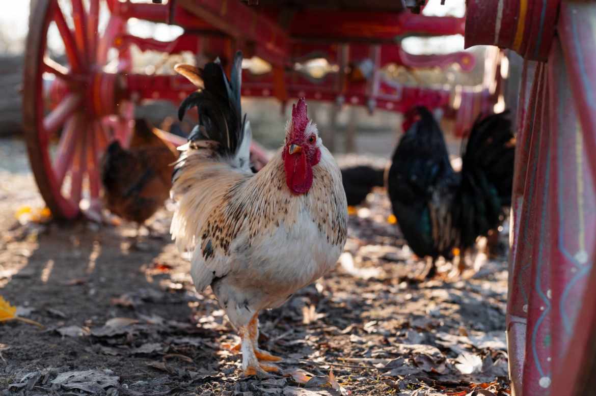 How Smart Chicken Cage Systems Are Transforming the Industry
