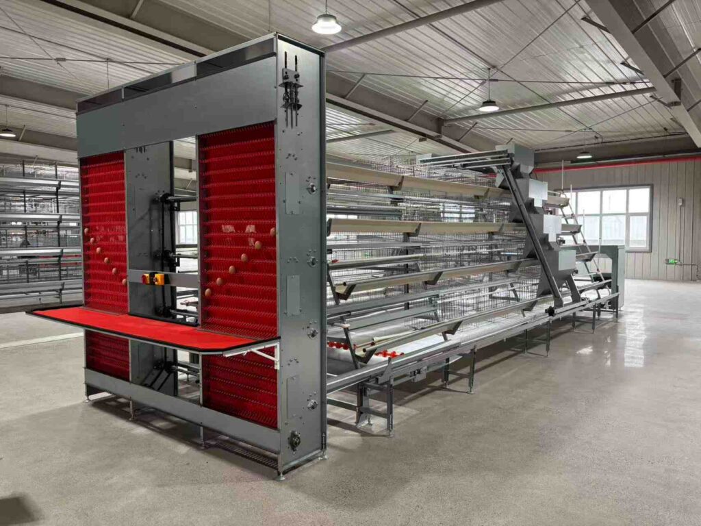 How to Improve Hen Welfare & Productivity with Layer Chicken Cages