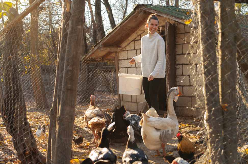 Is Battery System in Poultry More Profitable Cost & ROI Breakdown