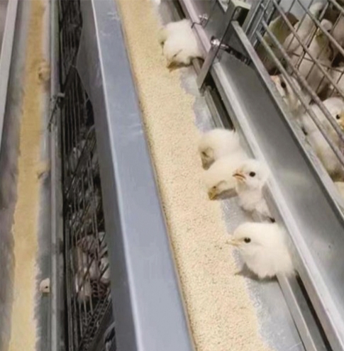 Top 6 Brooding Cage Designs for Maximum Chick Survival and Growth