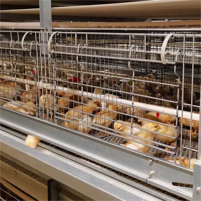What Are the Benefits of a Battery Cage System for Broilers
