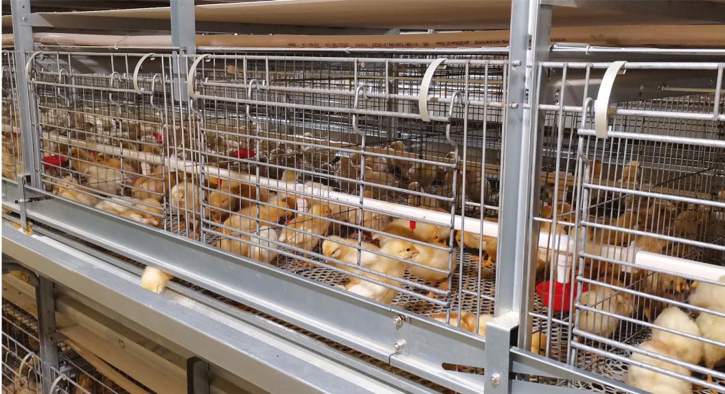 Different Types of Poultry Cages Layer, Broiler, and Chick Cages Explained