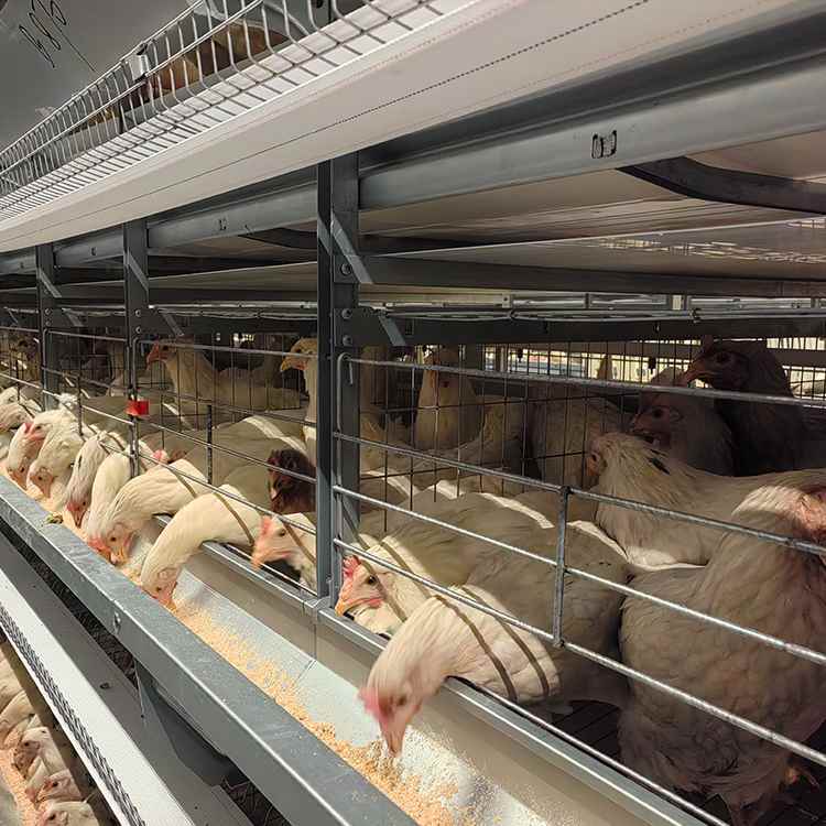 H-type laying hen automatic cage