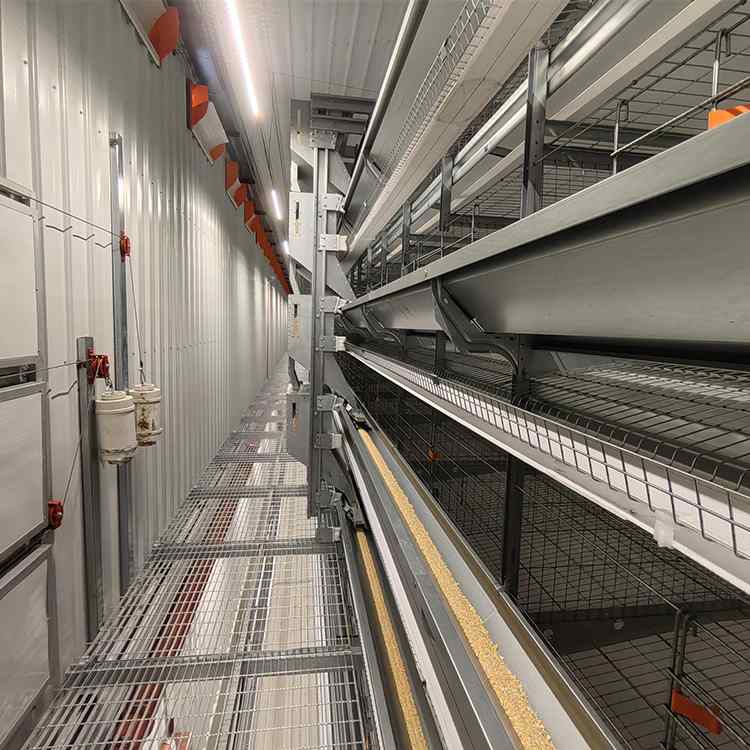 H-type laying hen automatic cage2