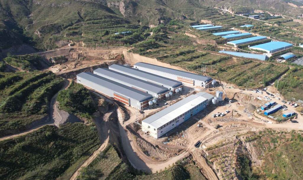 How Automatic Battery Cage Systems Double Your Poultry Farm Yield