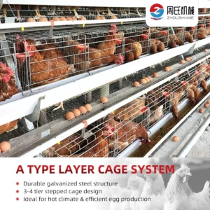 A-TYPE-LAYER-CAGE1