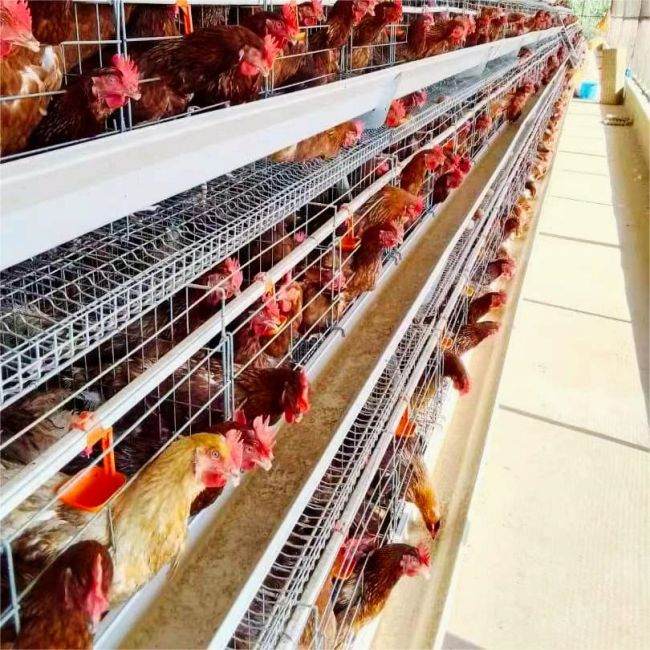 Automatic Poultry Cage Systems vs Manual Which Is Better for Commercial Farms