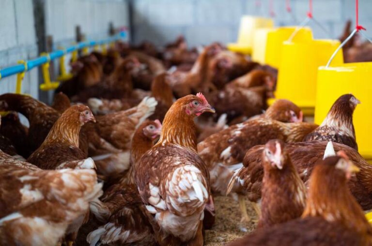 Deep Litter System for Poultry Complete Guide to Equipment, Design and Cost