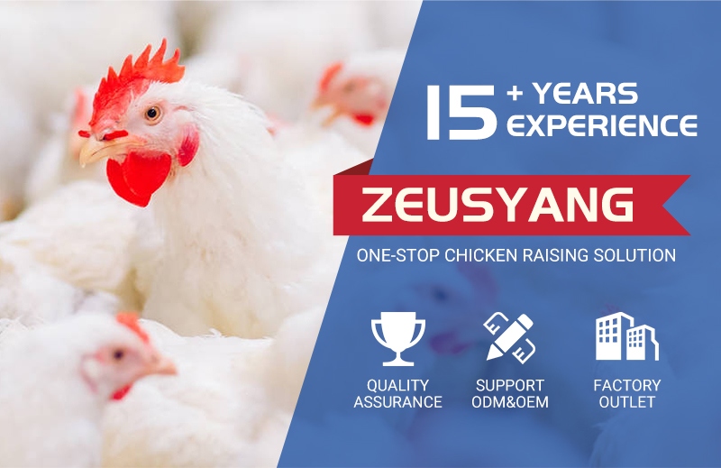 50,000-Hen Cage-Free Egg Production System Equipment, Installation and RFQ Guide
