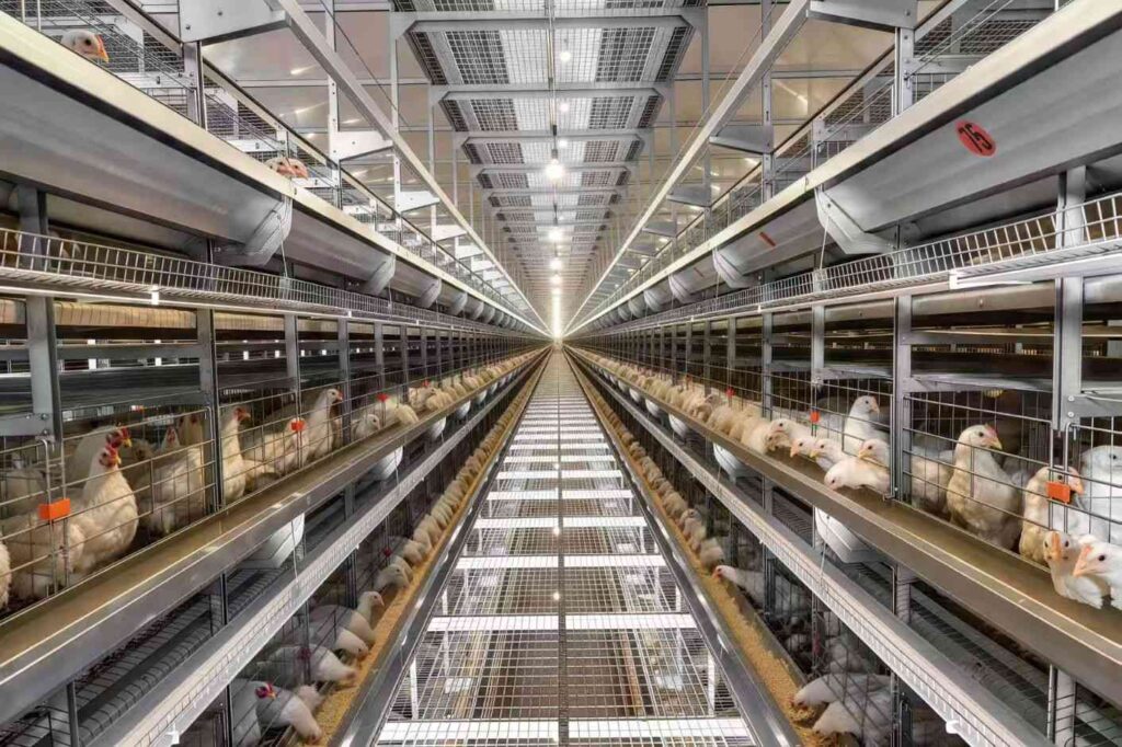A Guide to Choosing Poultry Farming Equipment for Cold Climates