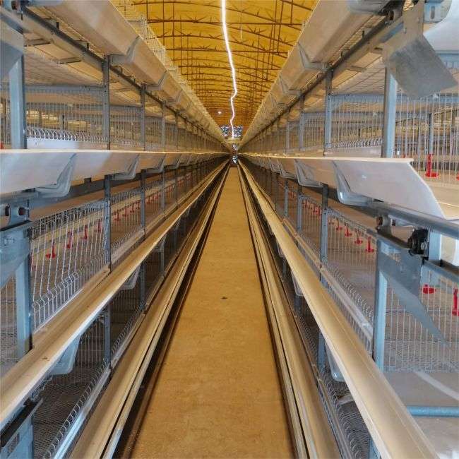 Automated Three-dimensional Broiler Cage2