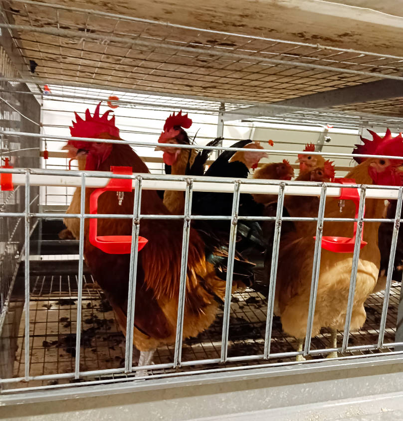 Breeder Chicken Feed and Nutrition Guide Improve Egg Production, Hatchability, and Chick Quality (2)