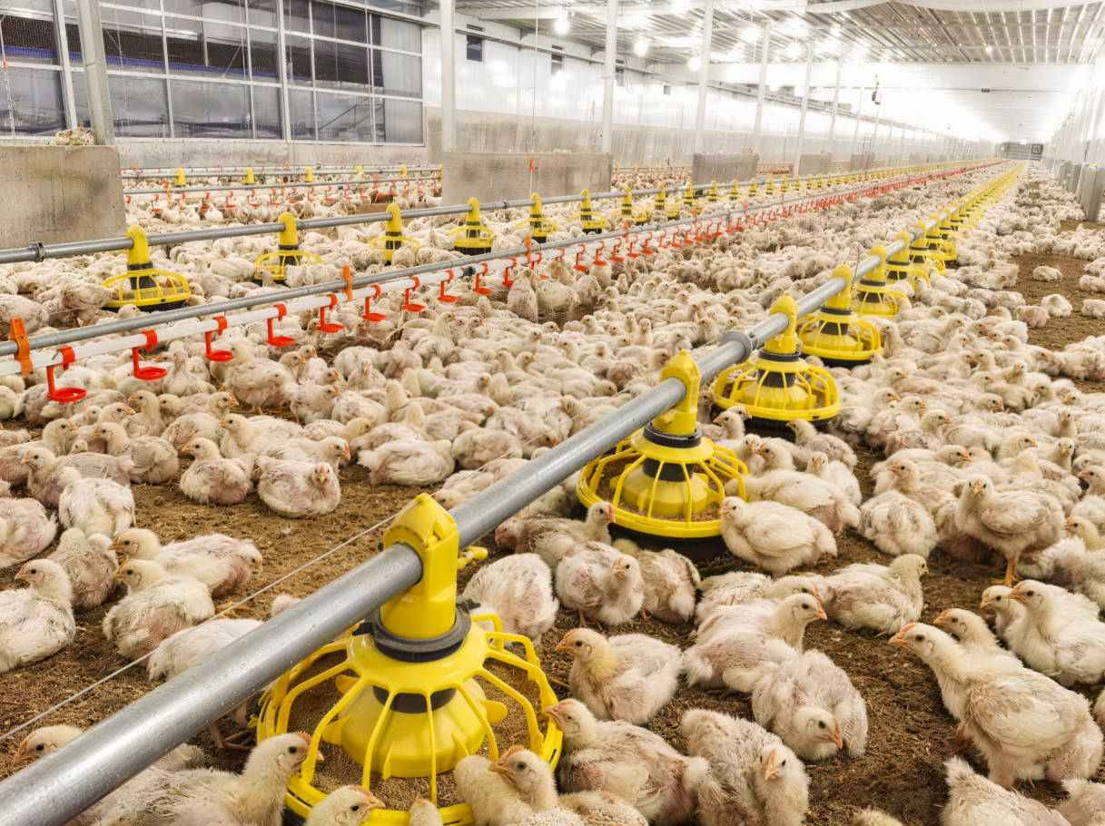 Deep Litter System for Poultry Management, Benefits and Challenges