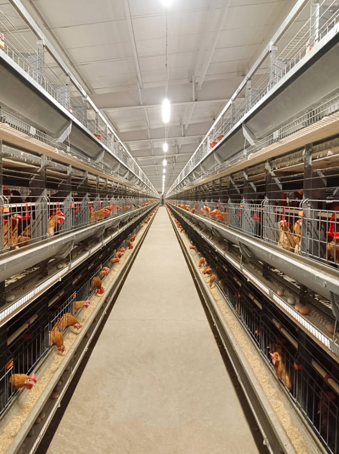 Feeding Change Across the Breeder Chicken Lifecycle