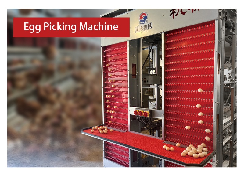 automatic egg collection equipment