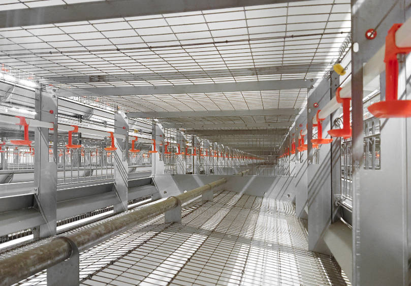 breeder chicken cage system