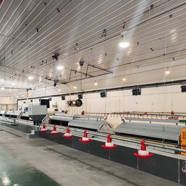 Automatic Poultry Farm Equipment vs Semi-Automatic Cost, Labor, and ROI Comparison (2)