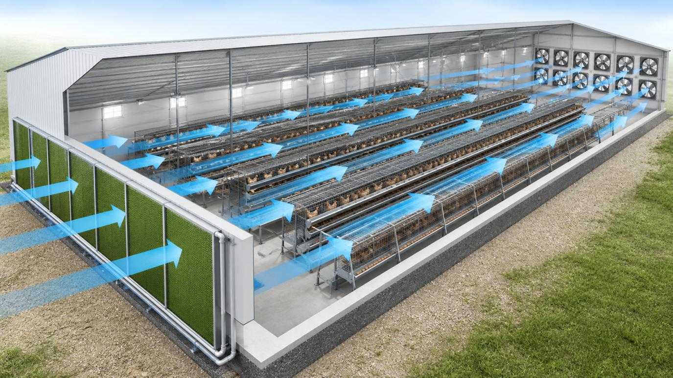 Tunnel ventilation airflow diagram for a large layer poultry house with cooling pads and exhaust fans
